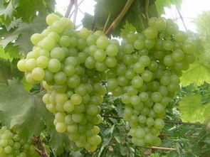 请问那种绿色无籽的葡萄叫什么葡萄