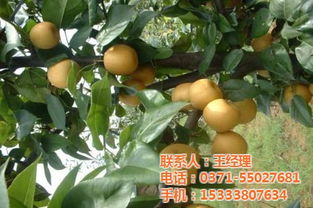 轩辕果岭水果公园 多图 郑州近郊水果采摘